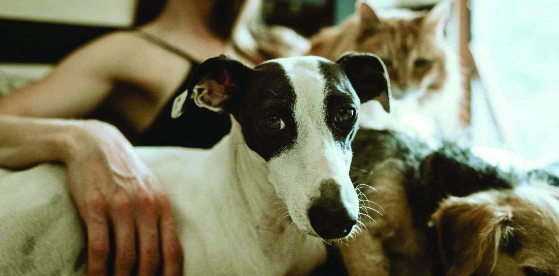 Pets